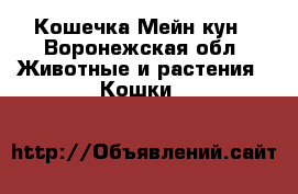 Кошечка Мейн кун - Воронежская обл. Животные и растения » Кошки   